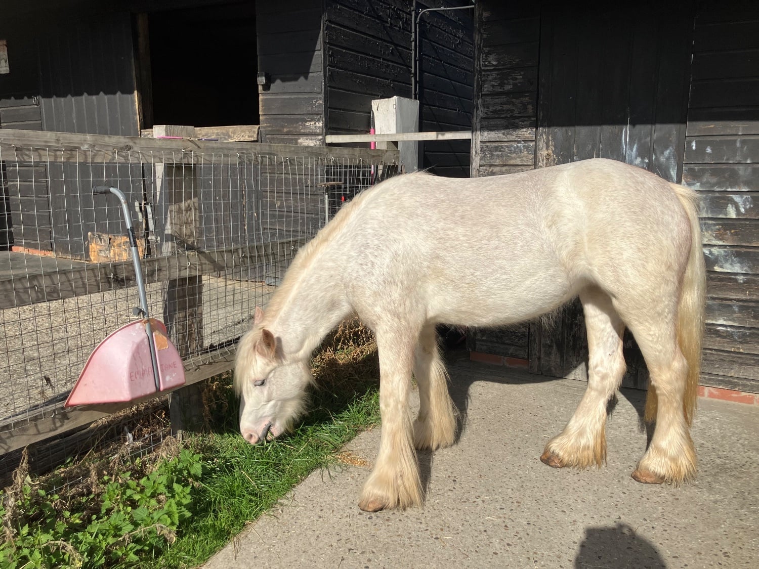 Billericay "Misty" Grey Mare Family Horse