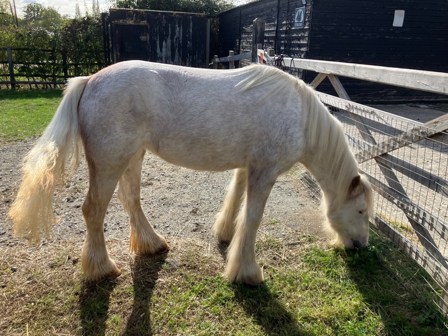 "Misty" Grey Mare Family Horse - Horses in Billericay