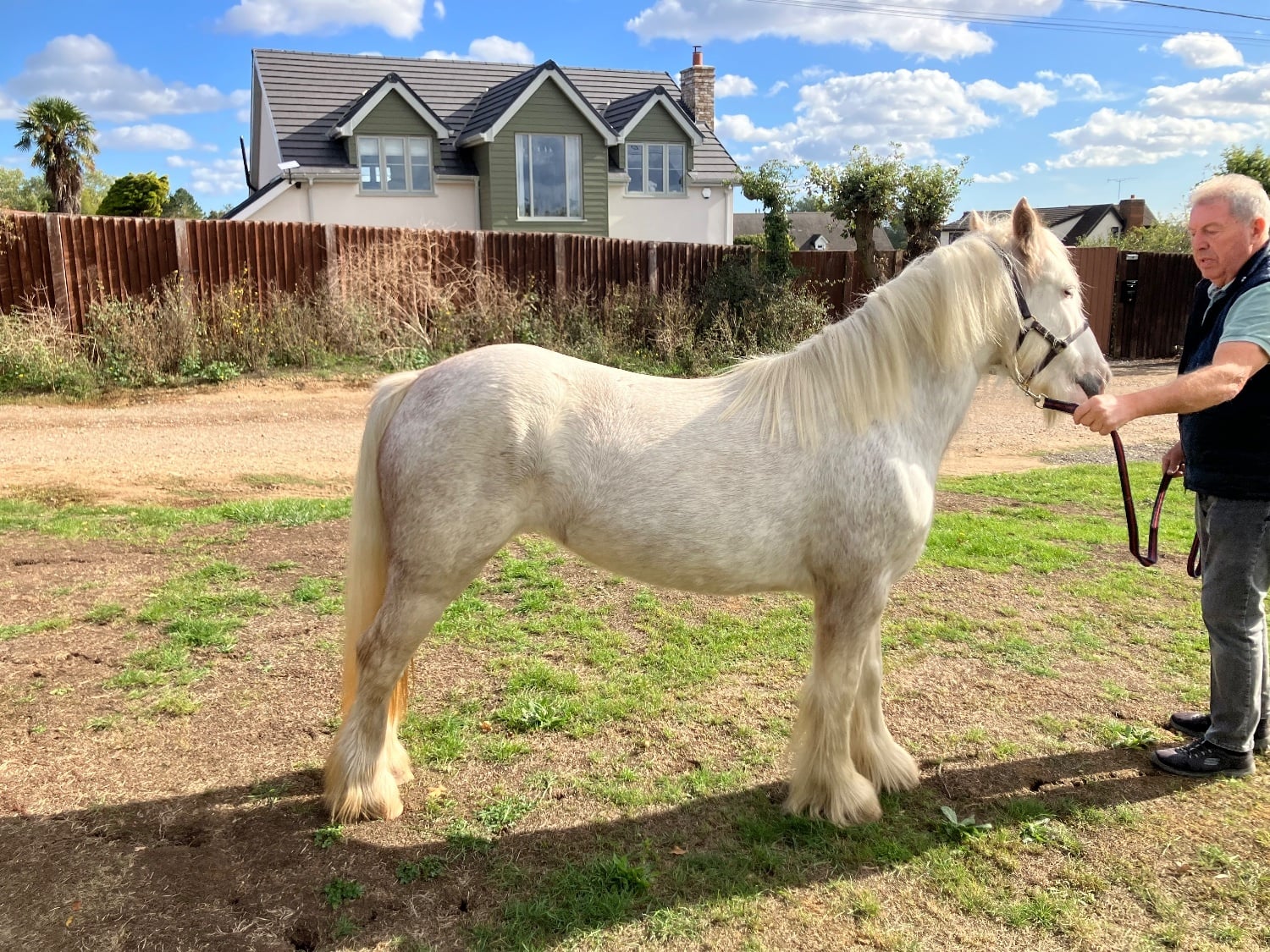 "Misty" Grey Mare Family Horse - Horses
