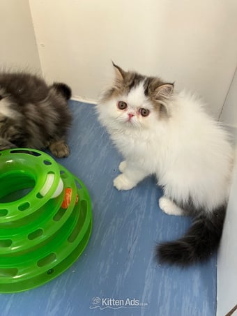 Pure Persian Kittens GCCF registered 
