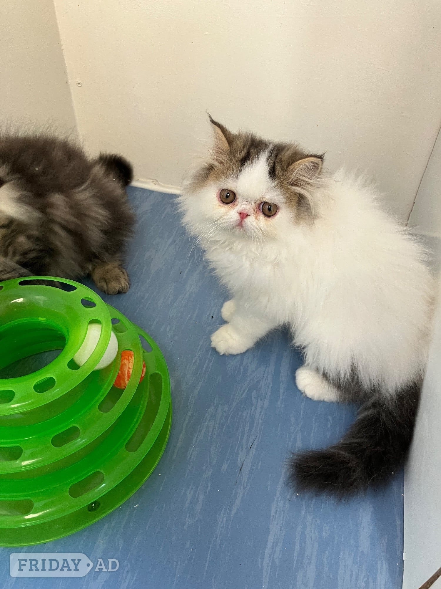 Pure Persian Kittens GCCF registered  in Portsmouth