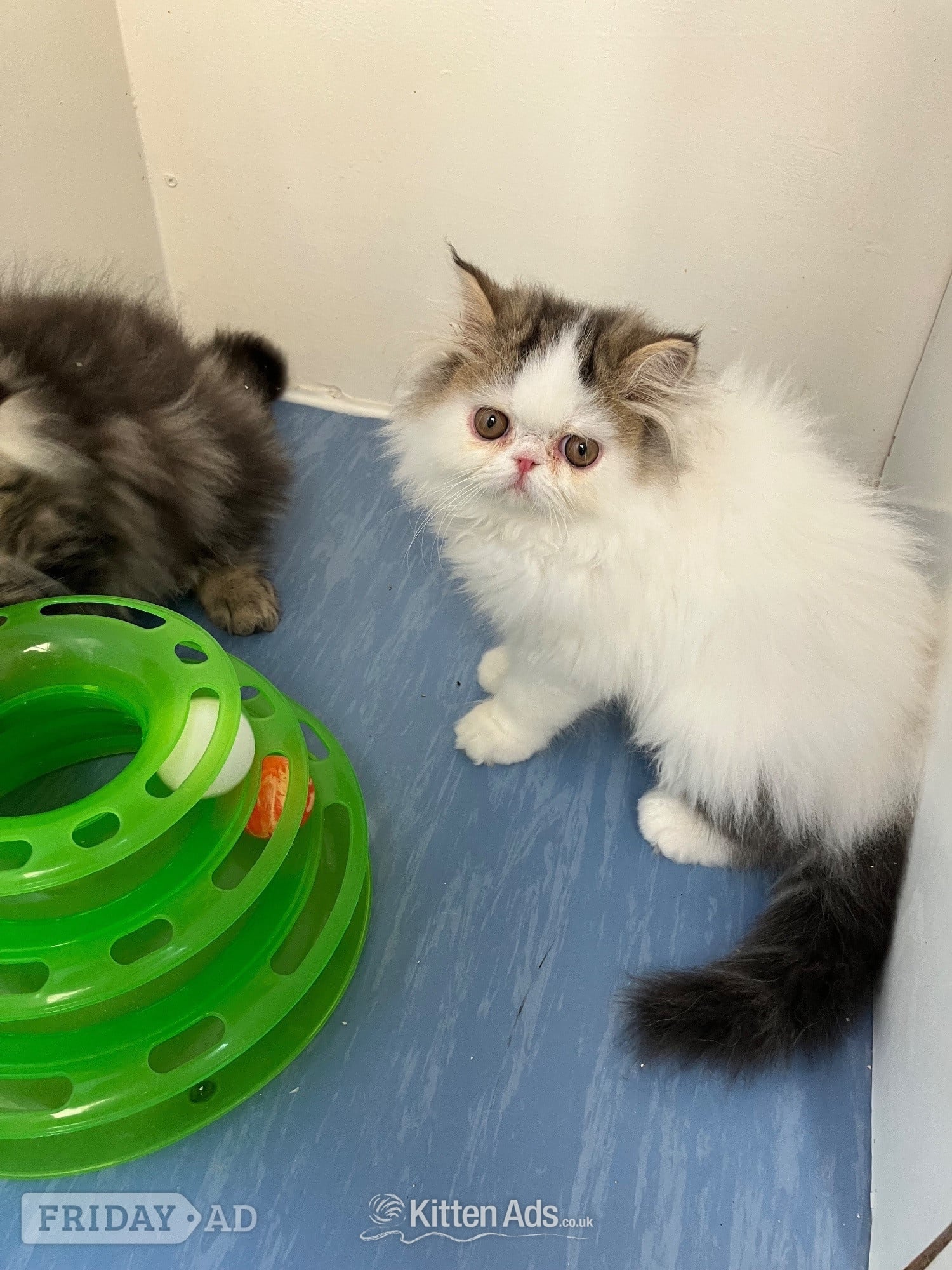 Pure Persian Kittens GCCF registered  in Portsmouth