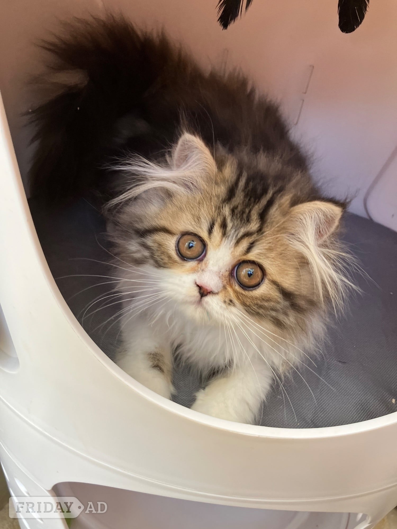 Pure Persian Kittens GCCF registered 