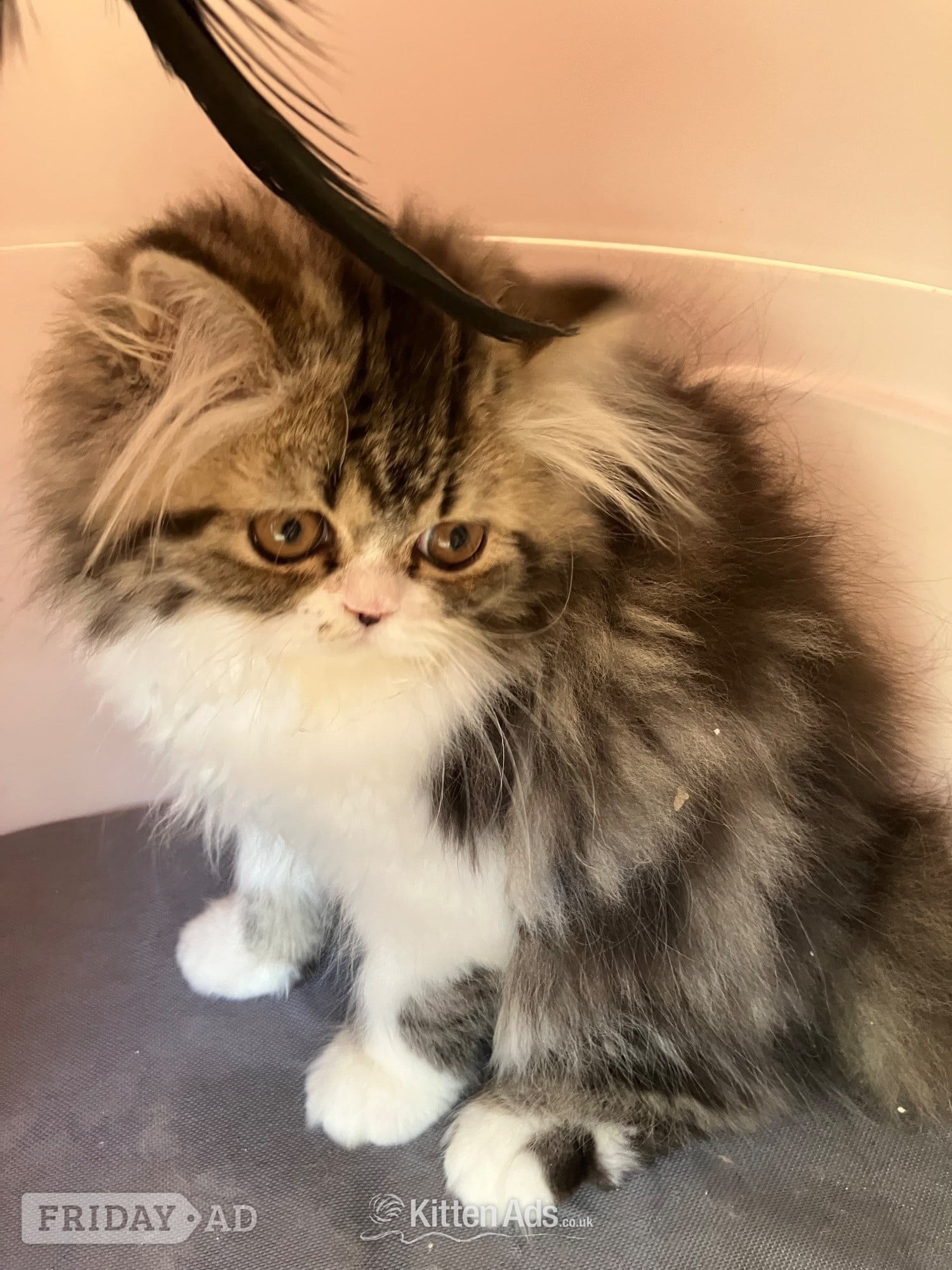 Portsmouth Pure Persian Kittens GCCF registered 