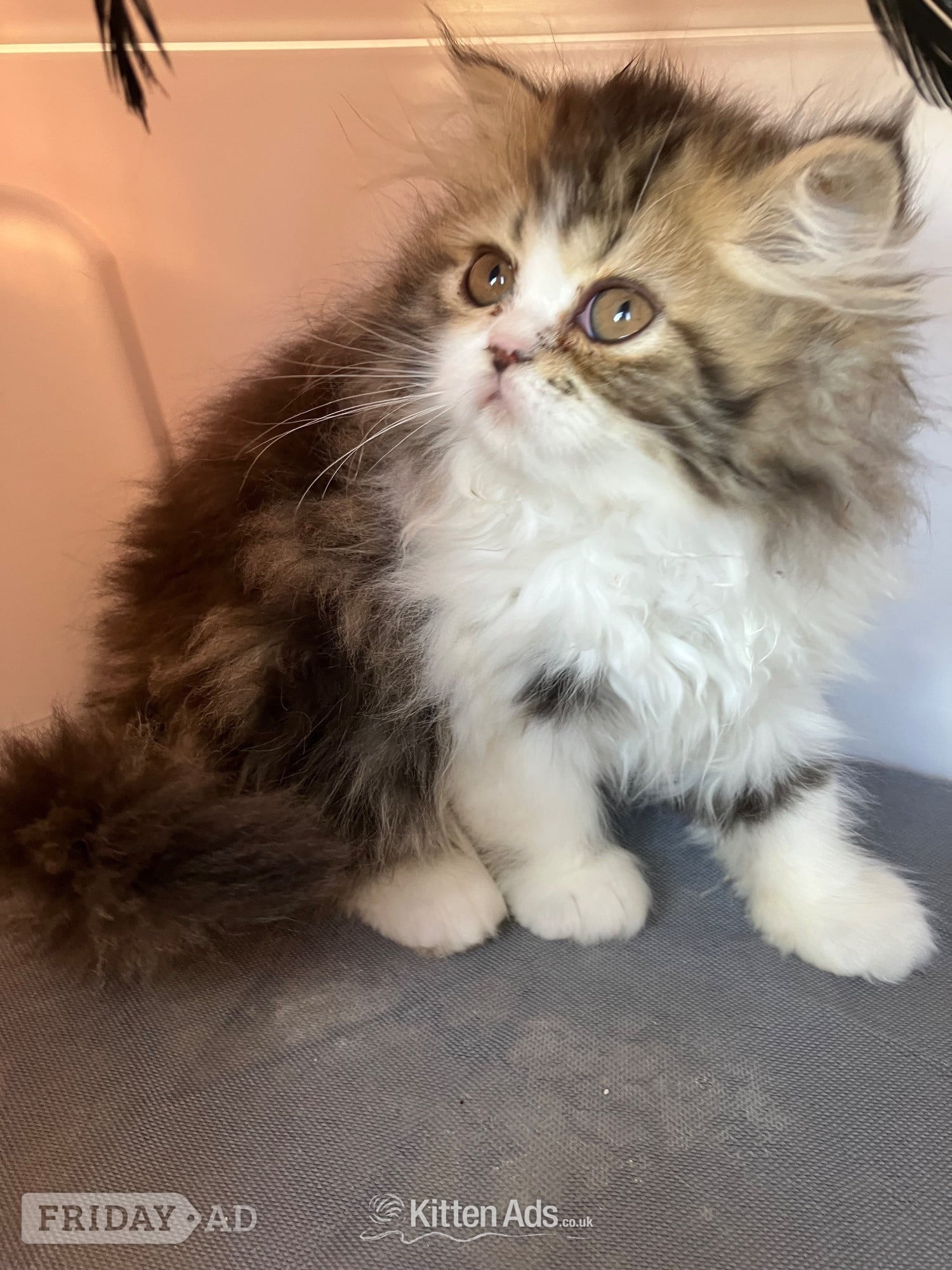 Pure Persian Kittens GCCF registered  -  in Portsmouth