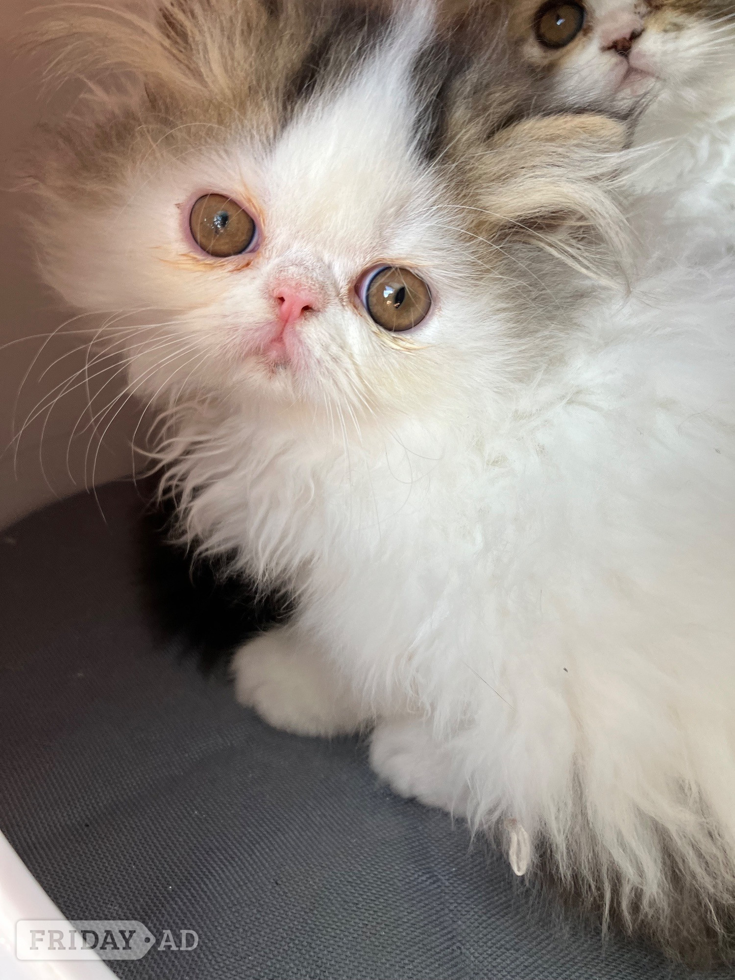 Pure Persian Kittens GCCF registered  - Cats & Kittens