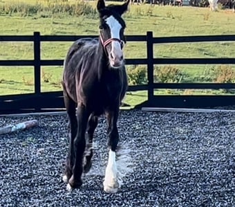 "Traditional " Black Gelding Cob/Heavy Horse