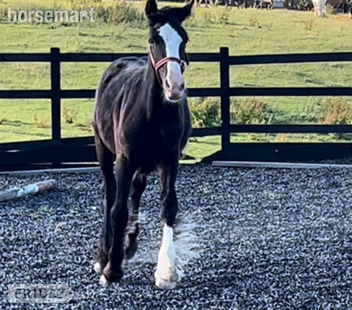 "Traditional " Black Gelding Cob/Heavy Horse in Leeds