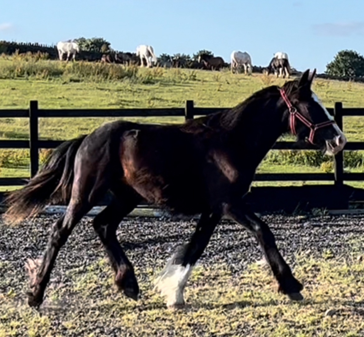"Traditional " Black Gelding Cob/Heavy Horse