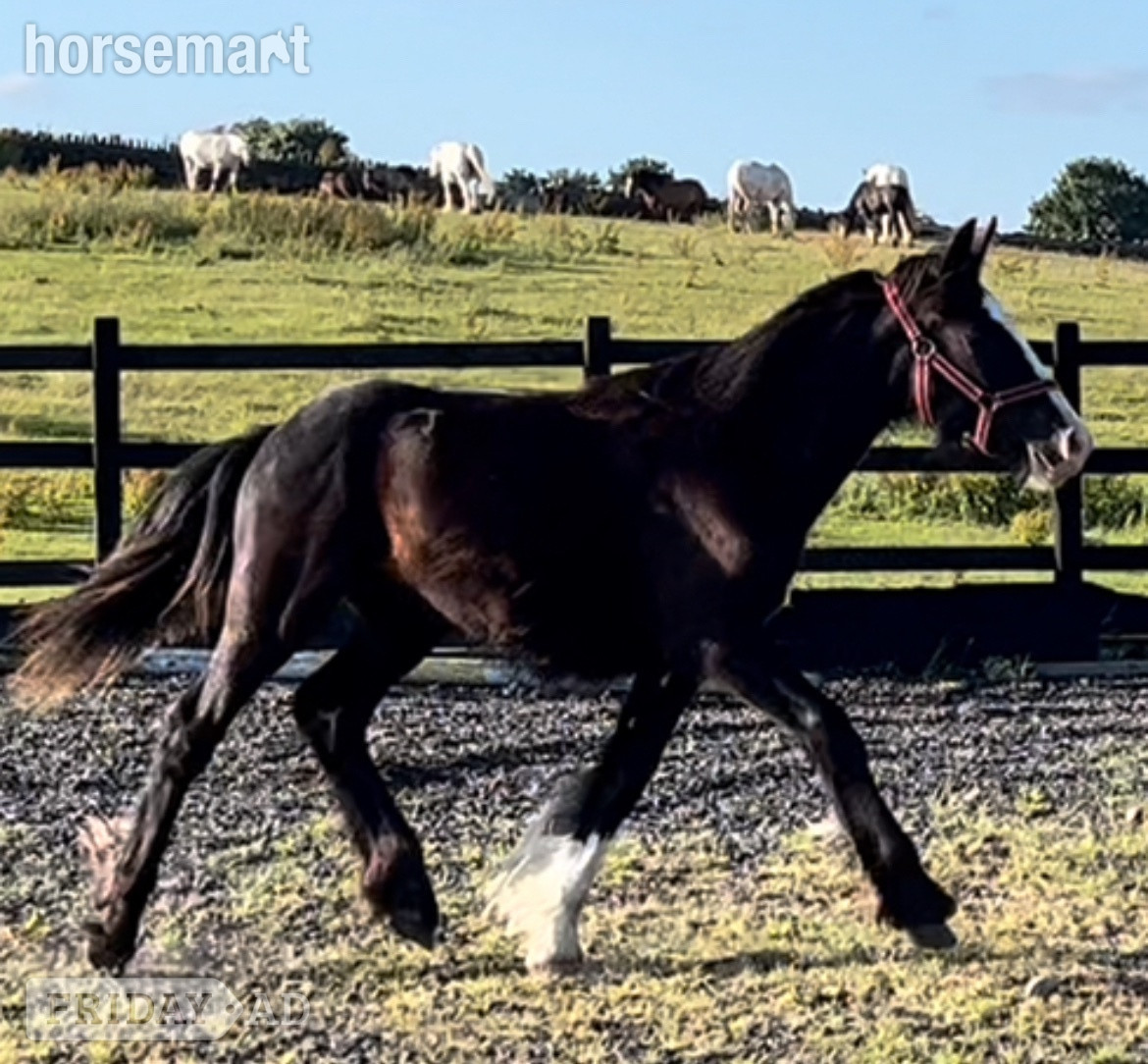 "Traditional " Black Gelding Cob/Heavy Horse
