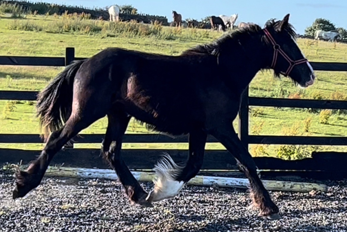 Leeds "Traditional " Black Gelding Cob/Heavy Horse