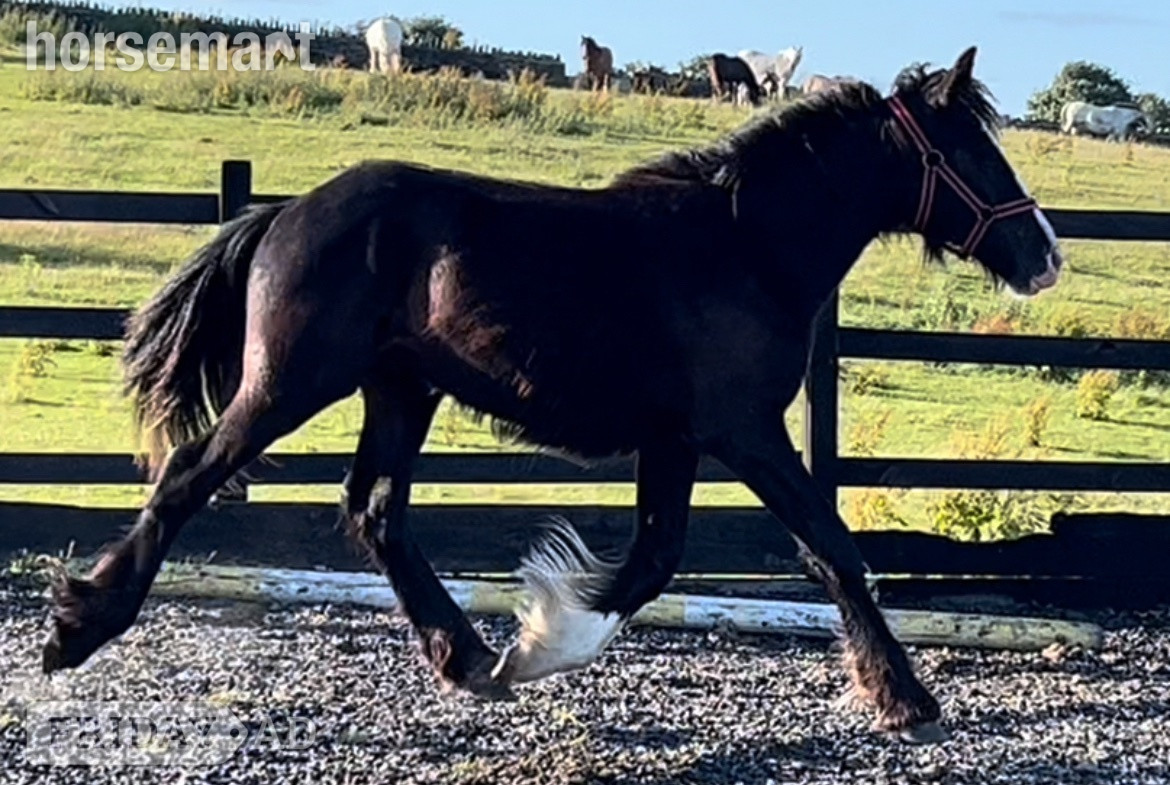 Leeds "Traditional " Black Gelding Cob/Heavy Horse