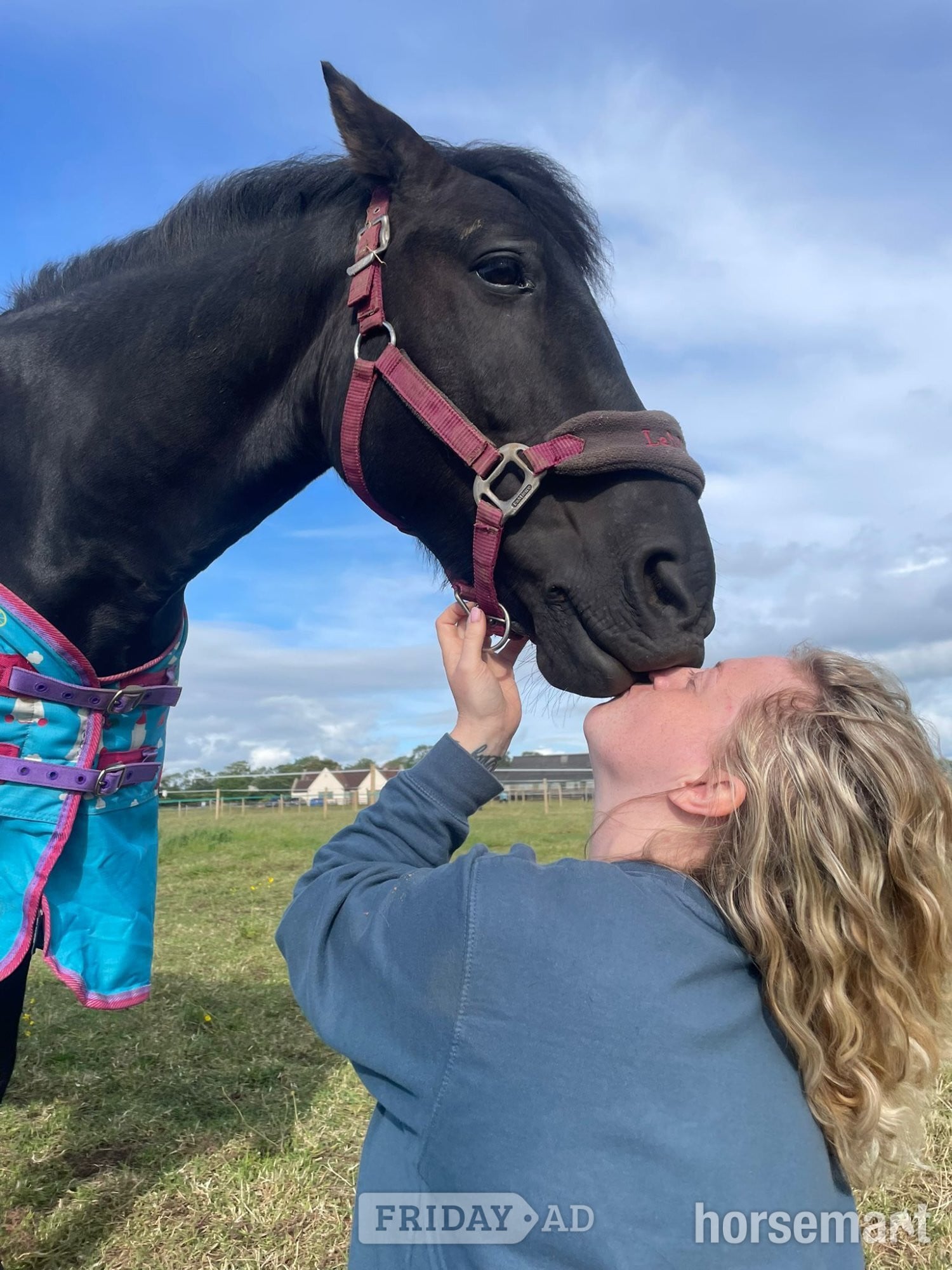 "Polo" Black Gelding Project Horse in Wedmore