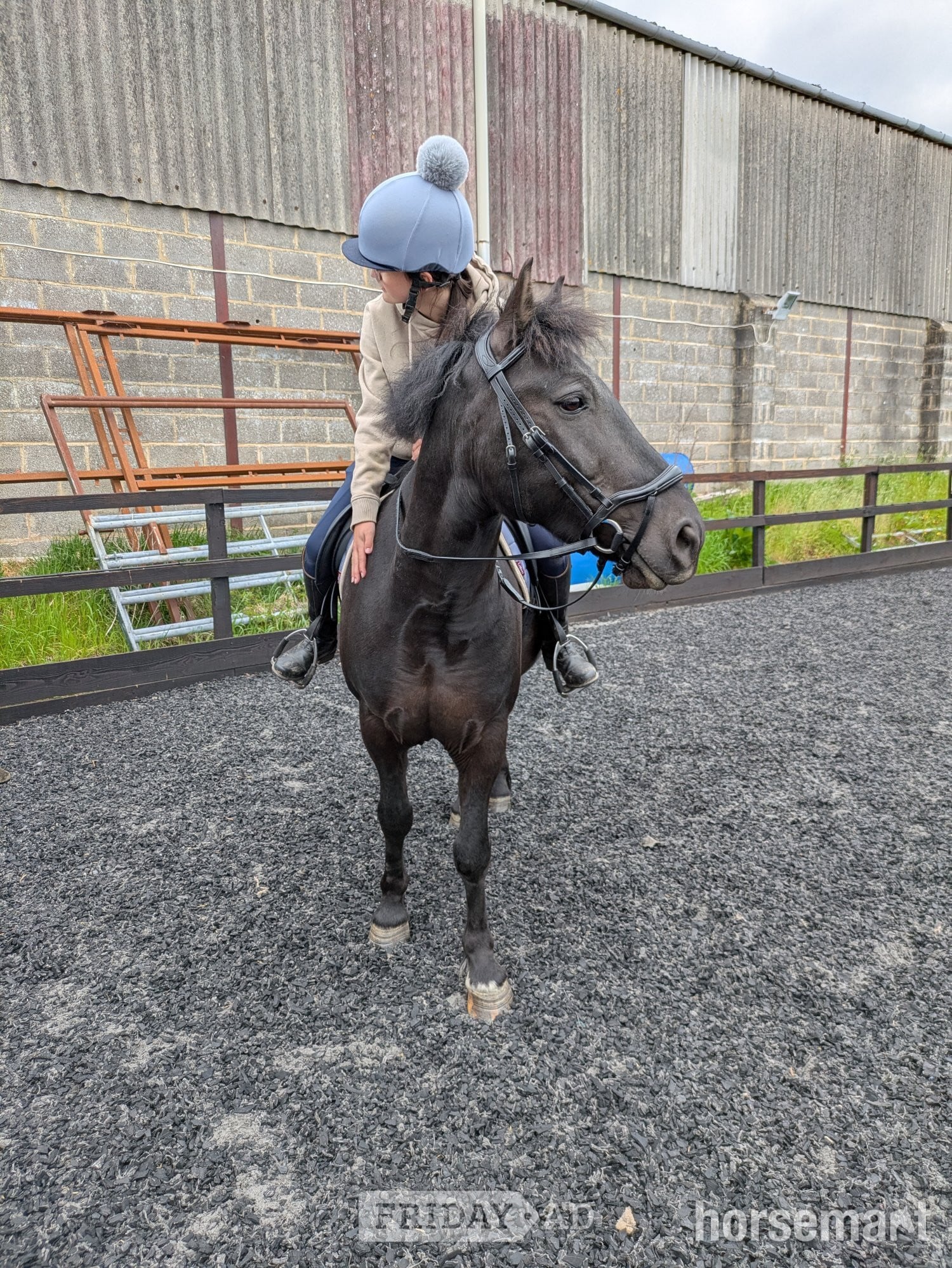"Polo" Black Gelding Project Horse
