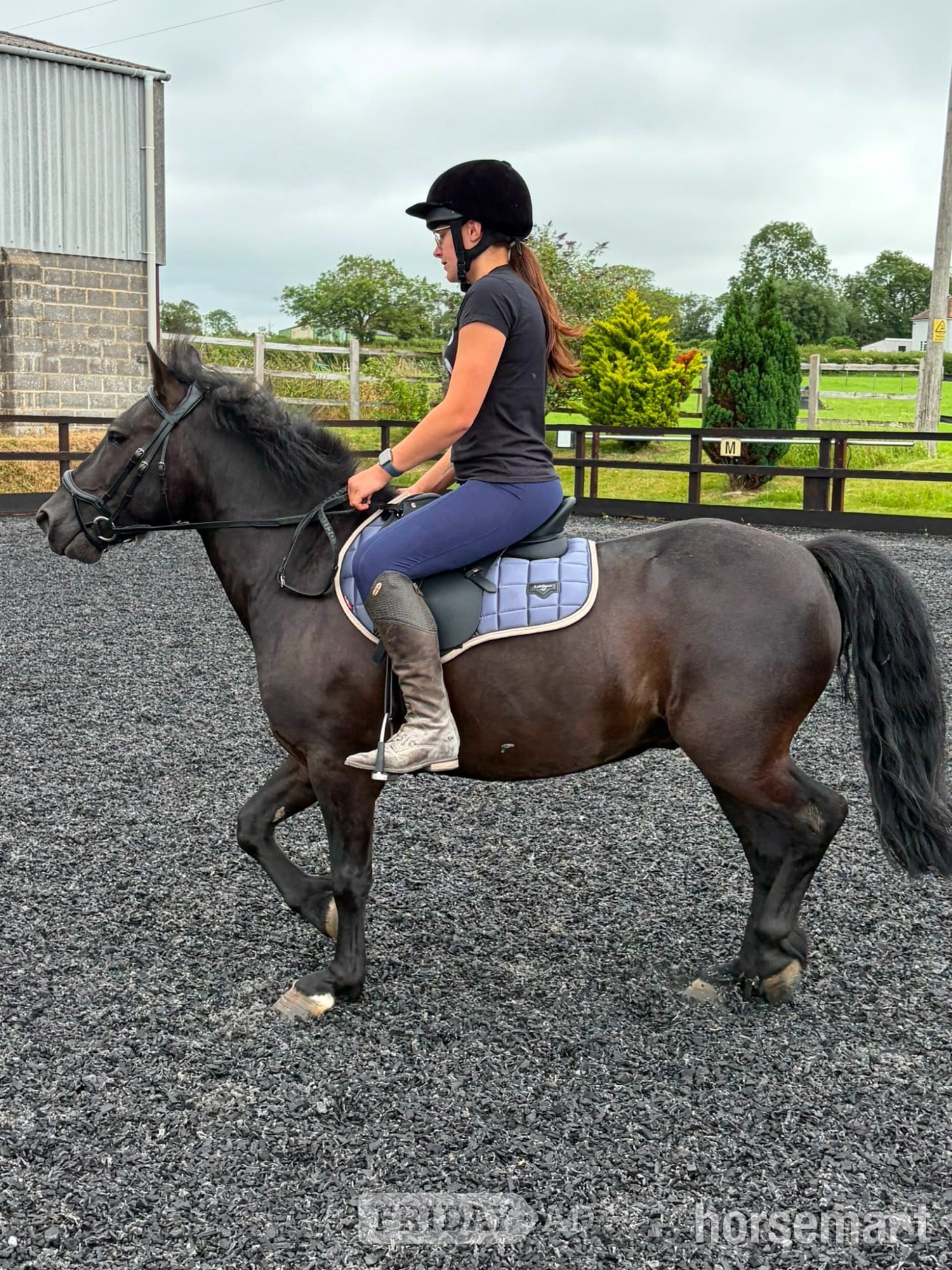 Wedmore "Polo" Black Gelding Project Horse
