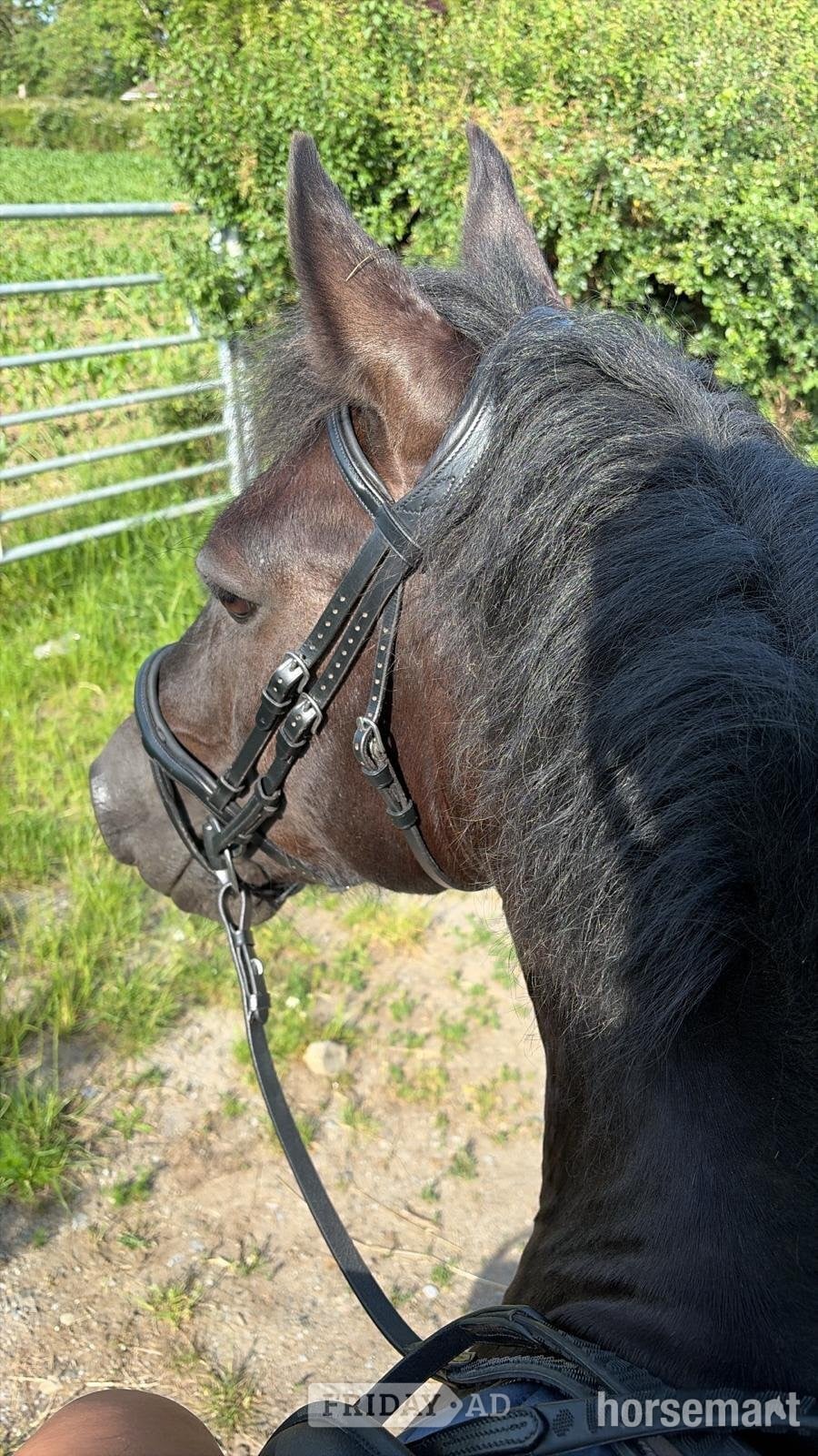 "Polo" Black Gelding Project Horse - Horses in Wedmore