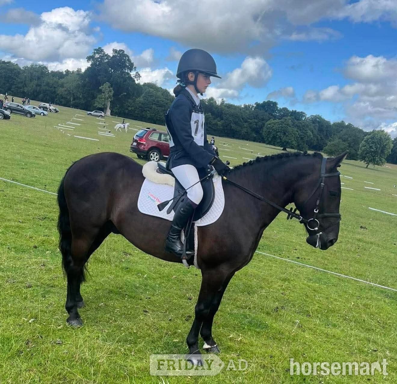 "Polo" Black Gelding Project Horse - Horses