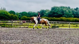 "Orio" Skewbald Gelding All Rounder