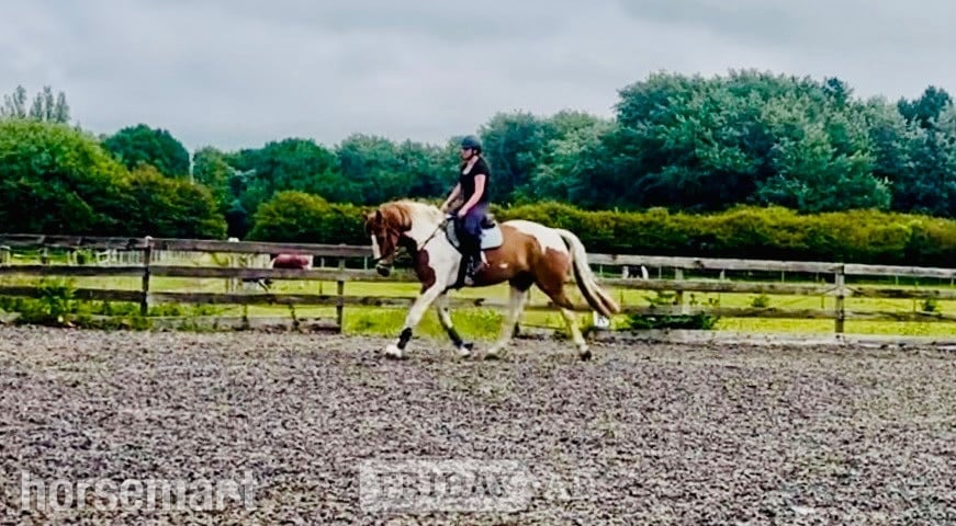 "Orio" Skewbald Gelding All Rounder in Liverpool