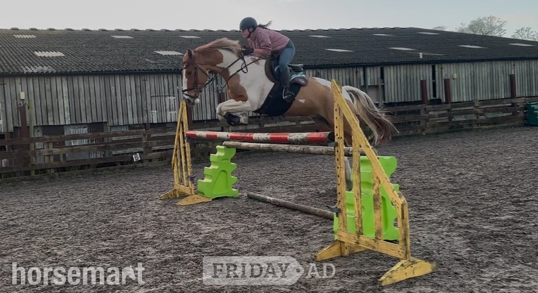 "Orio" Skewbald Gelding All Rounder