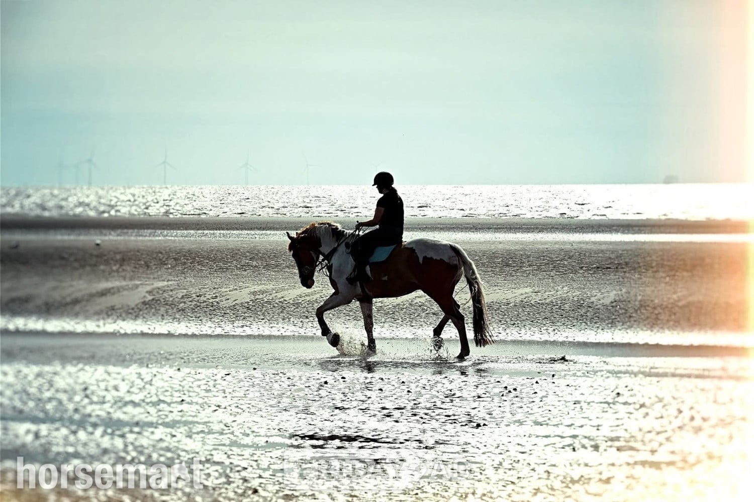Liverpool "Orio" Skewbald Gelding All Rounder