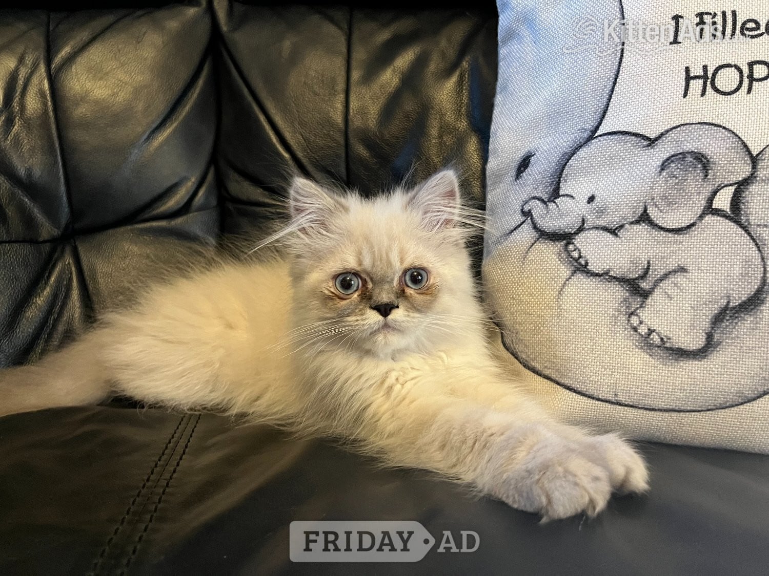 STUNNING MALE BLUE POINT HIMALAYAN KITTEN READY NOW in London