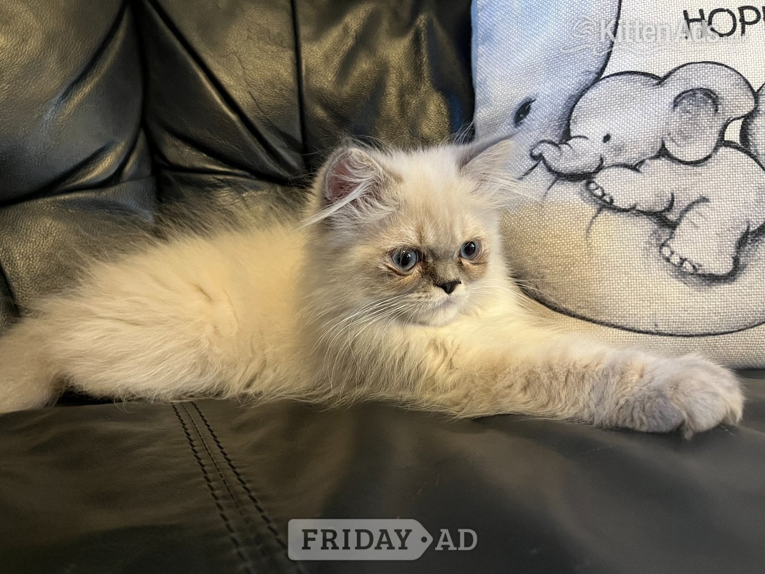 STUNNING MALE BLUE POINT HIMALAYAN KITTEN READY NOW