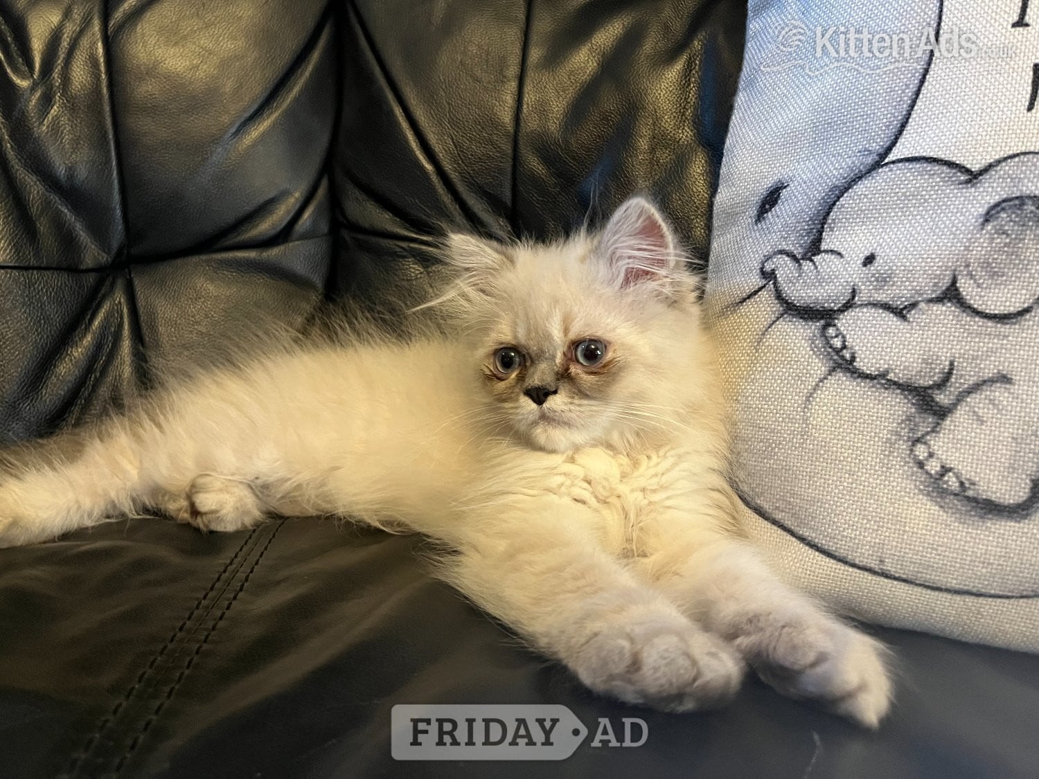 London STUNNING MALE BLUE POINT HIMALAYAN KITTEN READY NOW