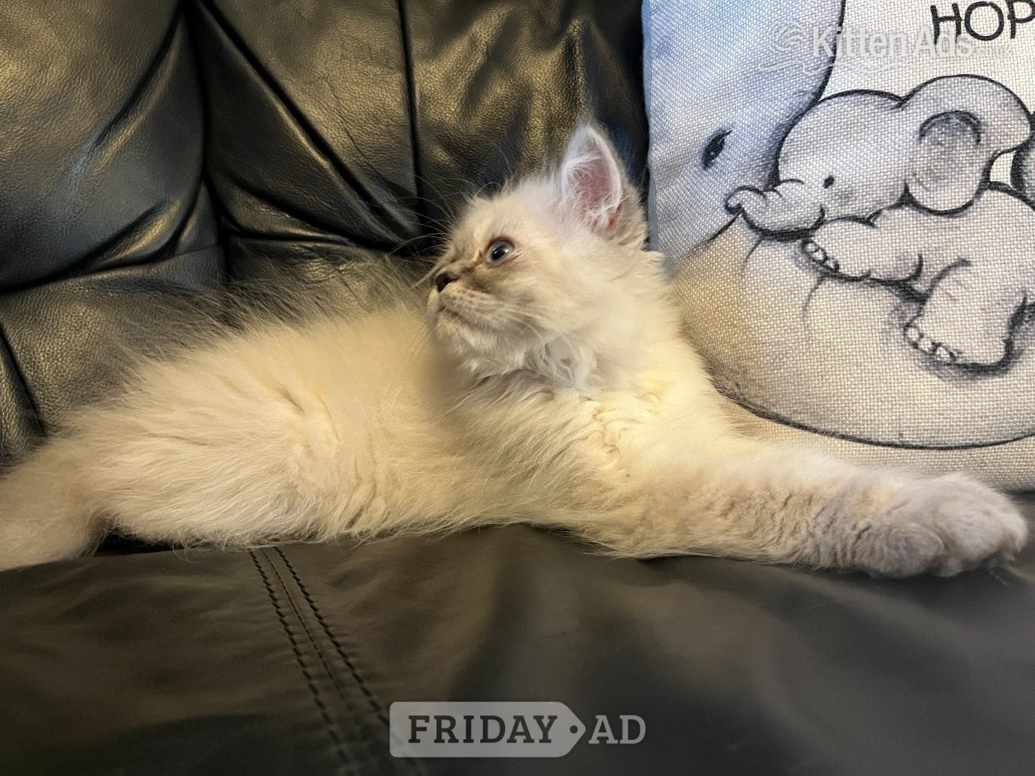 STUNNING MALE BLUE POINT HIMALAYAN KITTEN READY NOW - Cats & Kittens in London