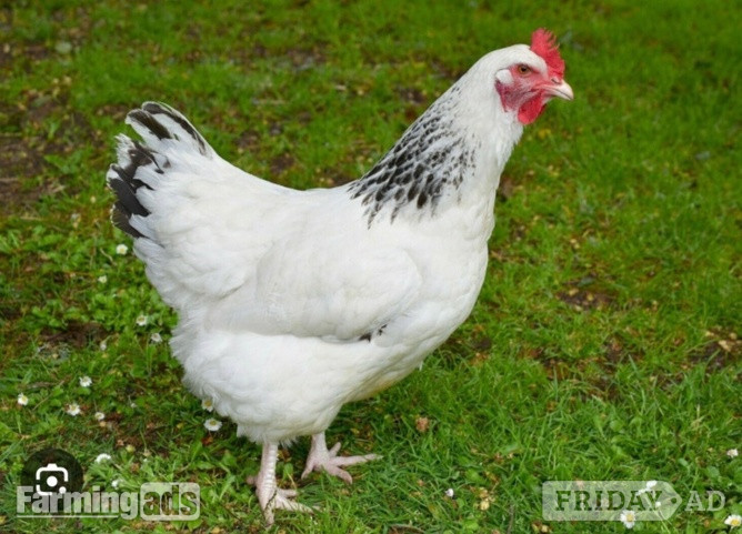 Light Sussex - Point of Lay Hens in Pilling