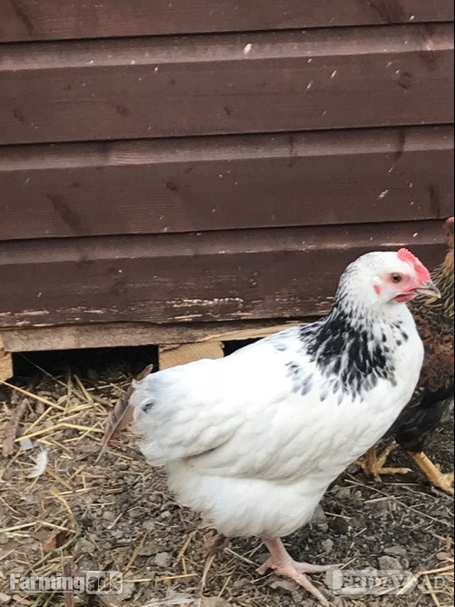 Light Sussex - Point of Lay Hens