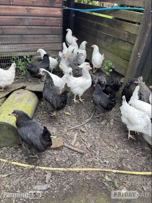 Pilling Light Sussex - Point of Lay Hens