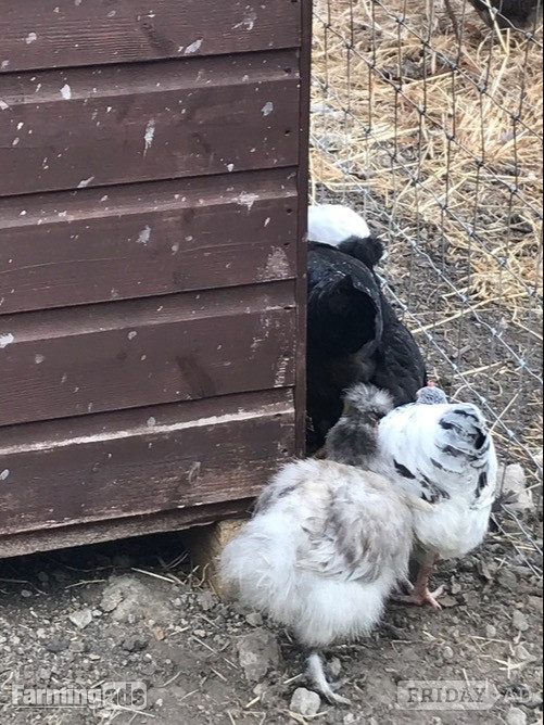 Light Sussex - Point of Lay Hens - Poultry in Pilling