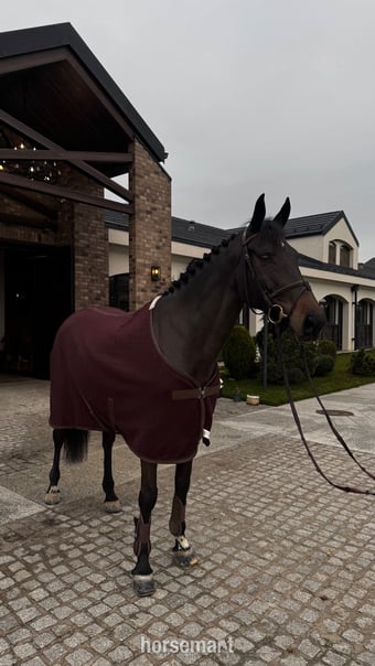"Veni Vedi Vici" Dark Bay Mare Show Jumper