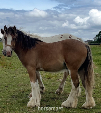 "Traditional " Dun Gelding Cob/Heavy Horse