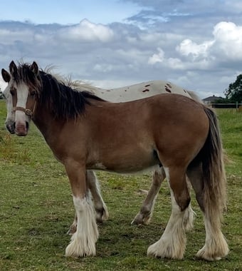 "Traditional " Dun Gelding Cob/Heavy Horse