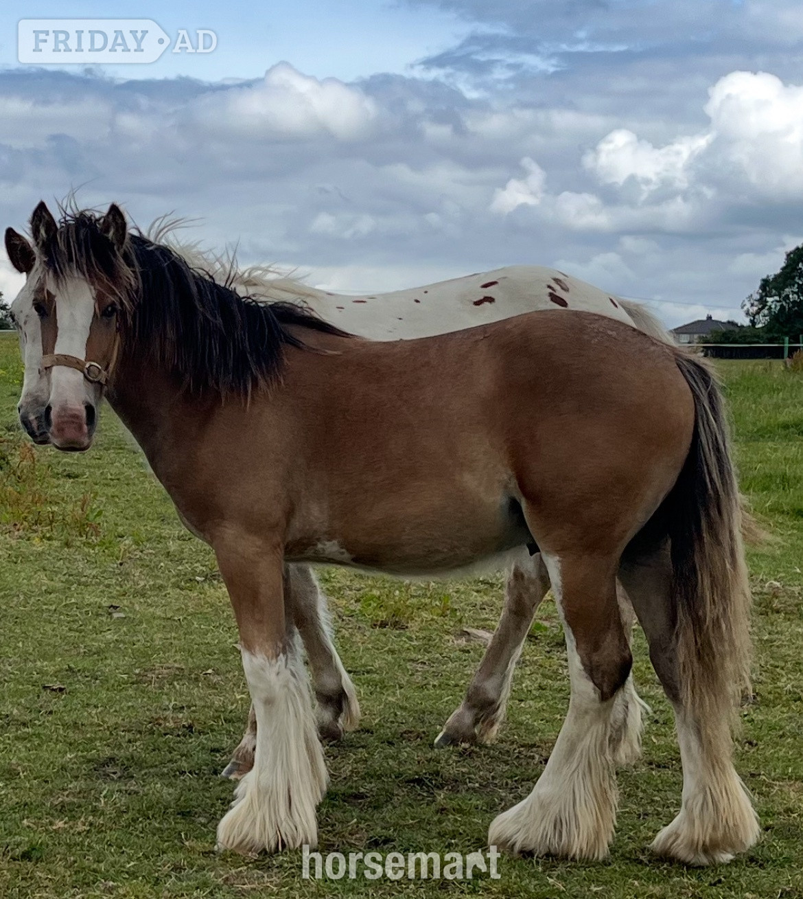 "Traditional " Dun Gelding Cob/Heavy Horse in Leeds