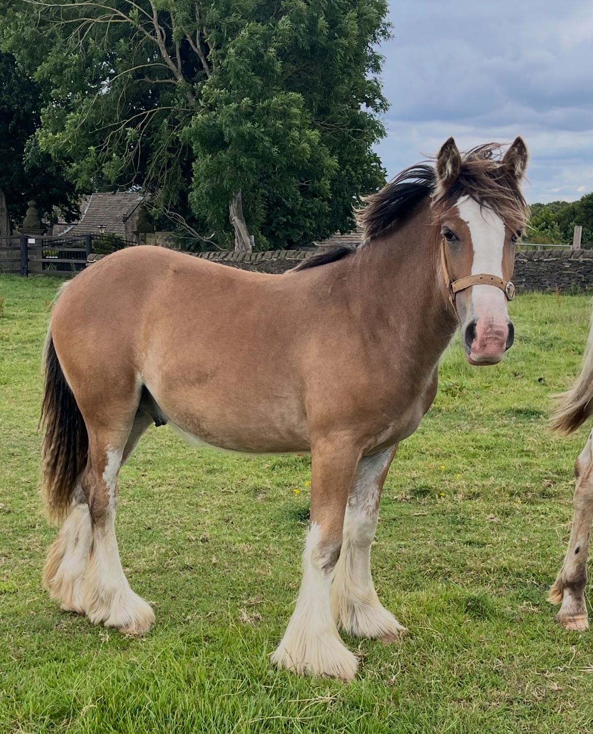 "Traditional " Dun Gelding Cob/Heavy Horse