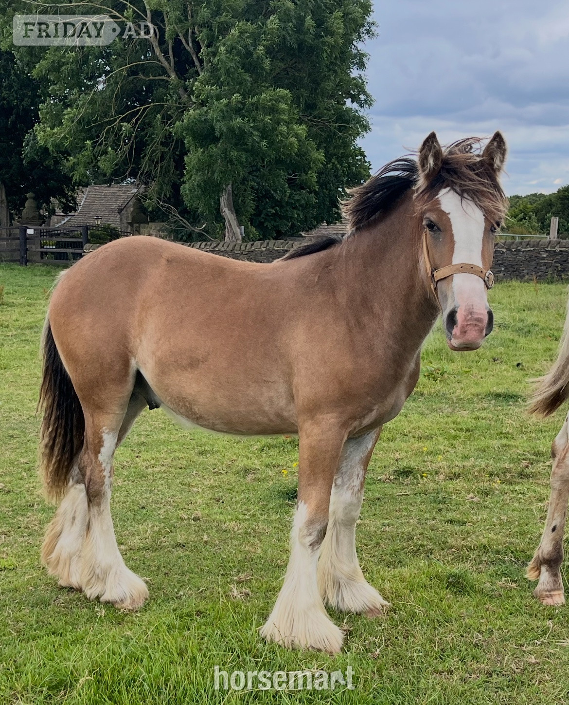 "Traditional " Dun Gelding Cob/Heavy Horse