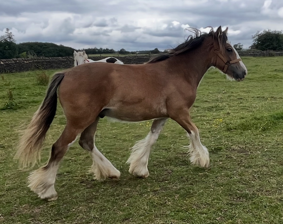 Leeds "Traditional " Dun Gelding Cob/Heavy Horse