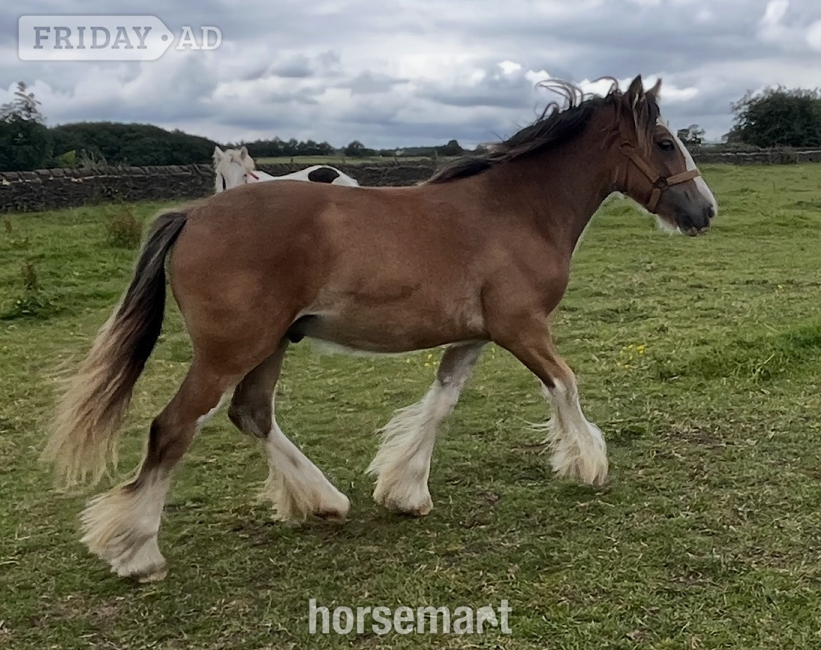 Leeds "Traditional " Dun Gelding Cob/Heavy Horse
