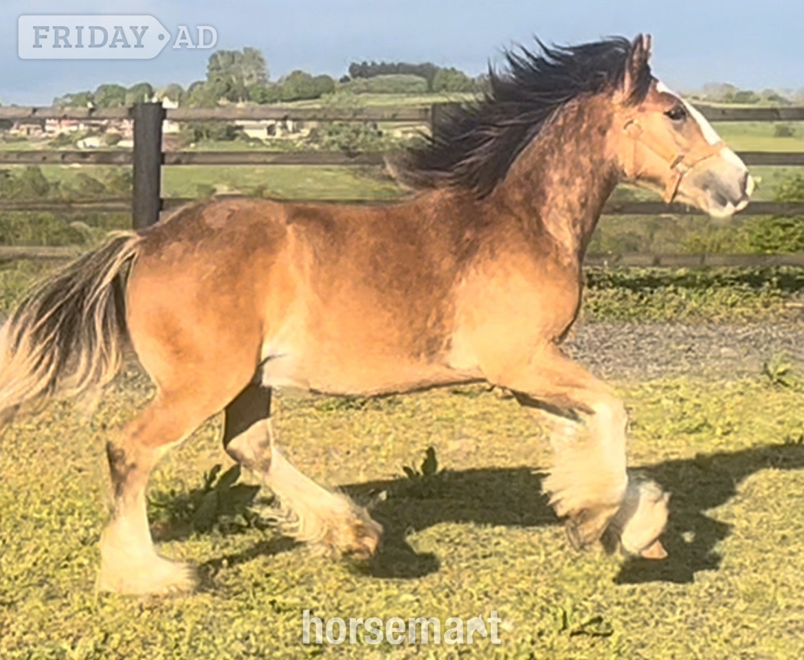 "Traditional " Dun Gelding Cob/Heavy Horse - Horses in Leeds