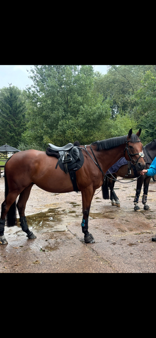 "Scoop" Bay Gelding Ex Racehorse