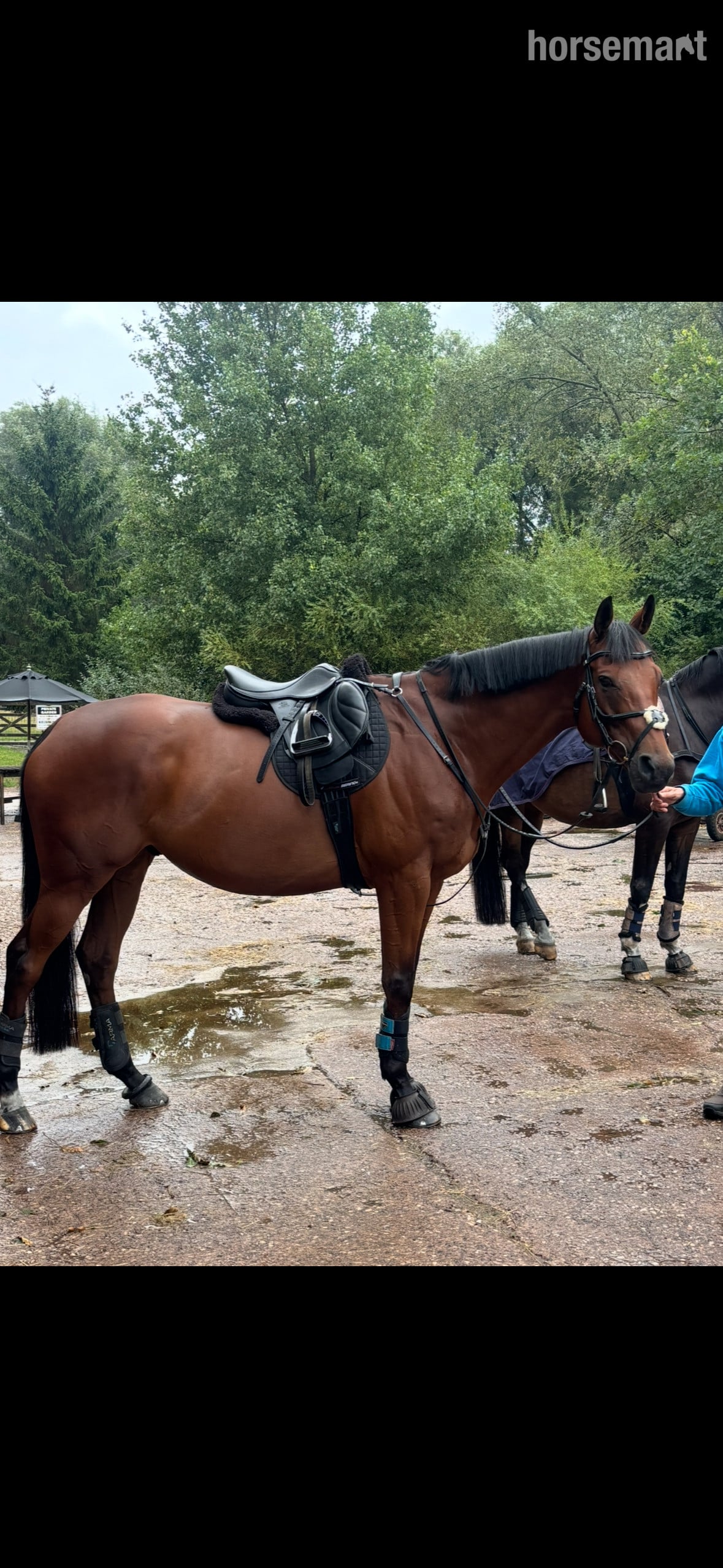 "Scoop" Bay Gelding Ex Racehorse in Market Drayton