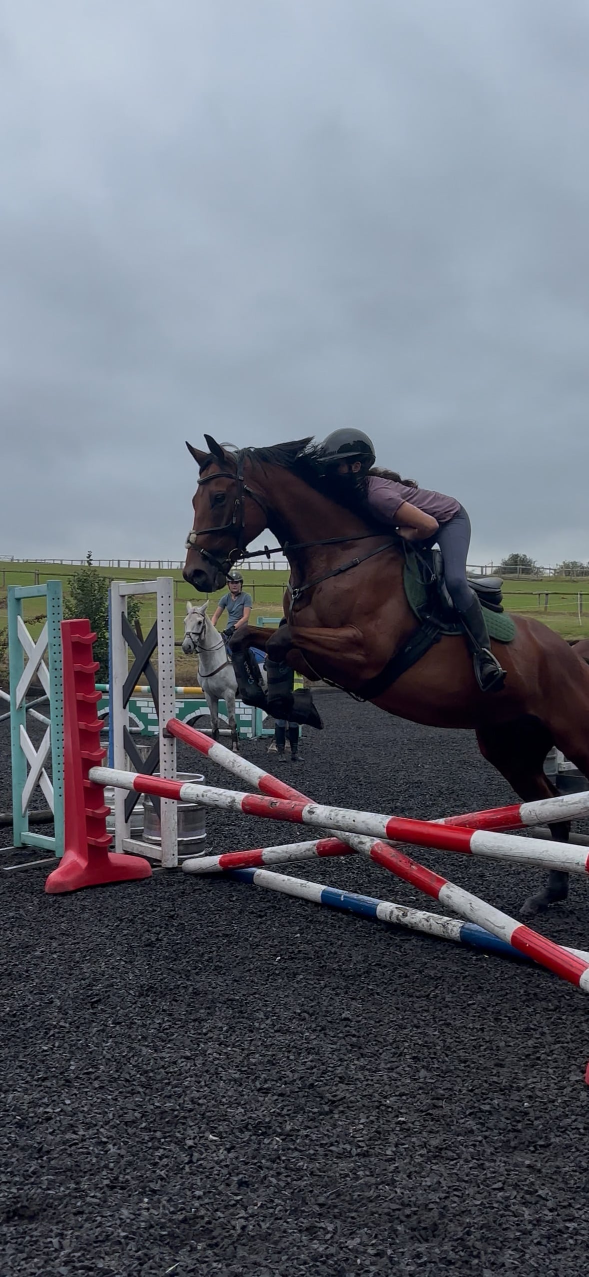 "Scoop" Bay Gelding Ex Racehorse