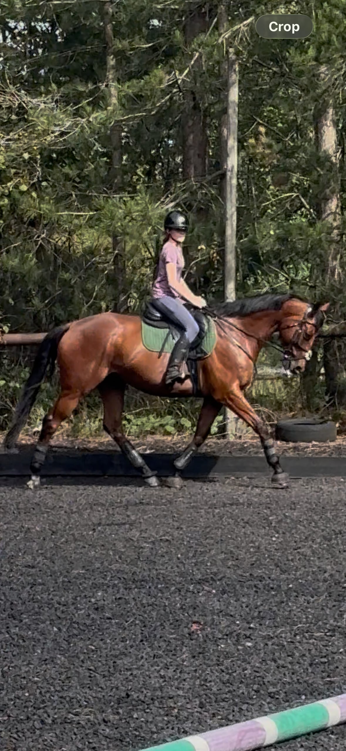 Market Drayton "Scoop" Bay Gelding Ex Racehorse