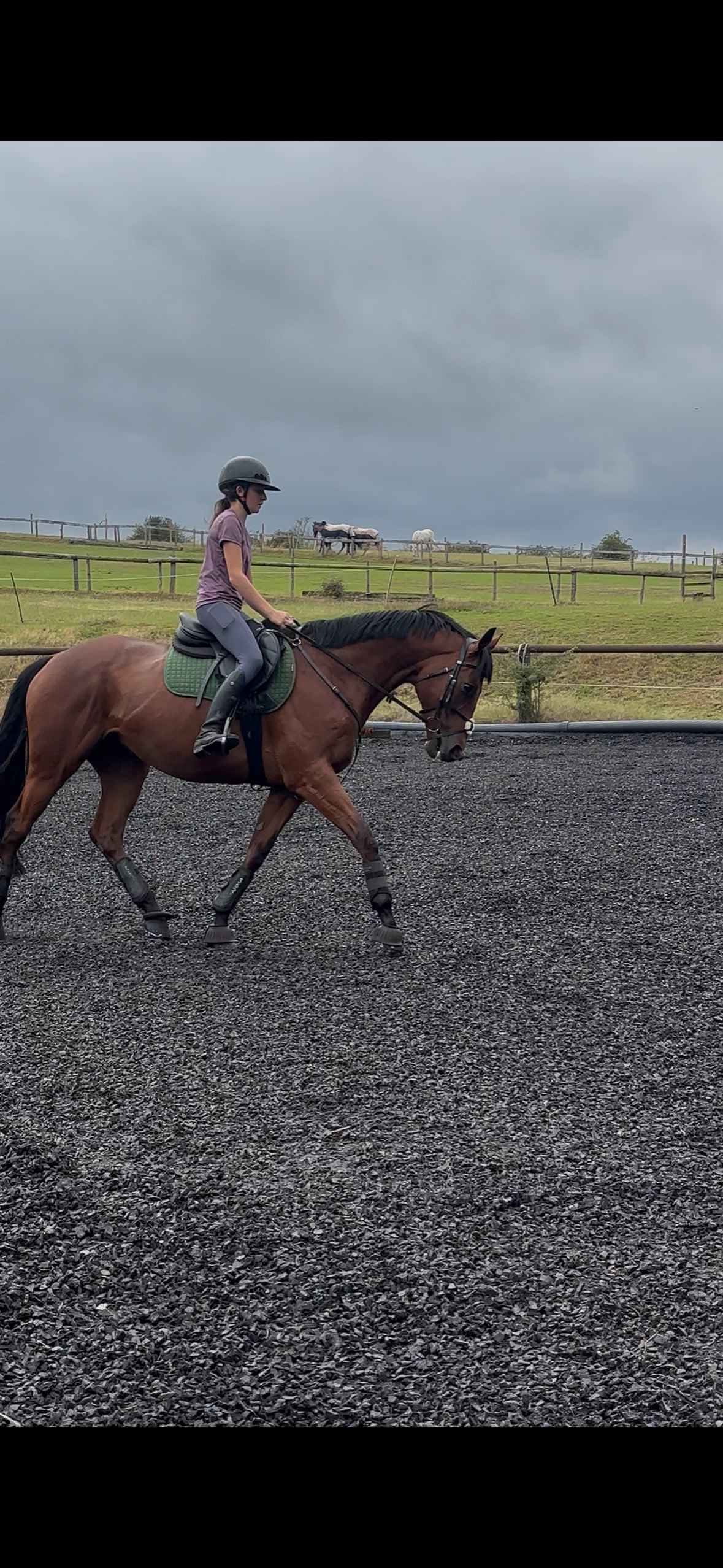"Scoop" Bay Gelding Ex Racehorse - Horses in Market Drayton