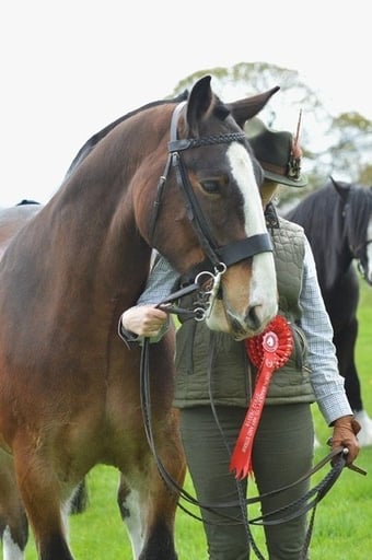 "Magic Tree (Flynn)" Bay Gelding Cob/Heavy Horse