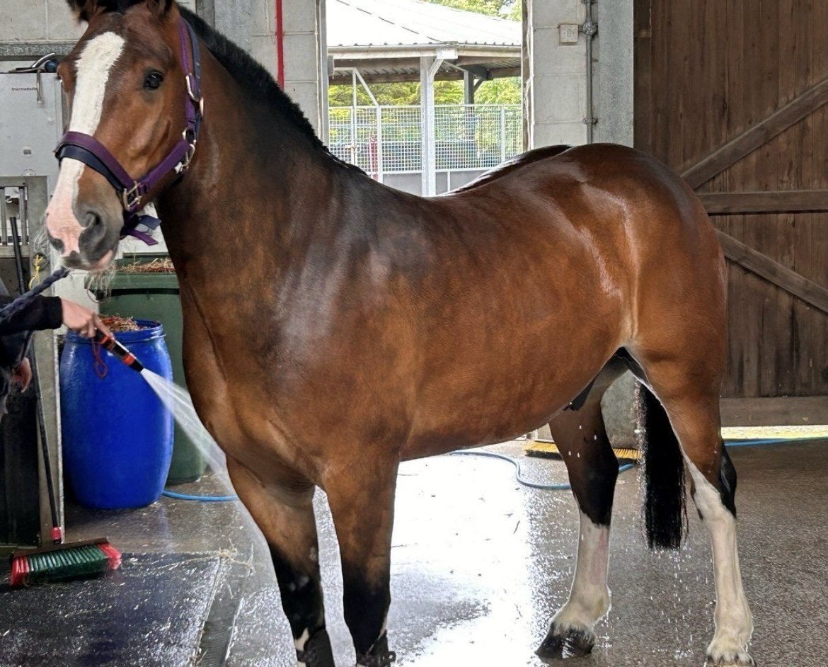 "Magic Tree (Flynn)" Bay Gelding Cob/Heavy Horse