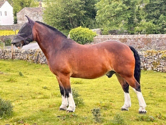 "Magic Tree (Flynn)" Bay Gelding Cob/Heavy Horse - Horses in Clitheroe